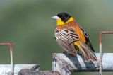 Black-headed Bunting - Zwartkopgors - Emberiza melanocephala