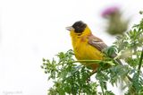 Black-headed Bunting - Zwartkopgors - Emberiza melanocephala