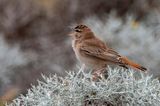 Rufous-tailed Scrub Robin - Rosse Waaierstaart - Cercotrichas galactotes