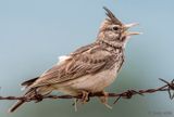 Crested Lark - Kuifleeuwerik - Galerida cristata
