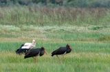Black and White Storks - Zwarte en Witte Ooievaars