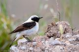 Eastern Black-eared Wheatear - Oostelijke Blonde Tapuit - Oenanthe melanoleuca