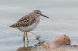 Wood Sandpiper - Bosruiter - Tringa glareola