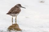 Wood Sandpiper - Bosruiter - Tringa glareola