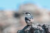 Rock Nuthatch - Rotsklever - Sitta neumayer