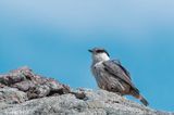 Rock Nuthatch - Rotsklever - Sitta neumayer