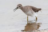 Wood Sandpiper - Bosruiter - Tringa glareola