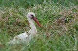 White Stork - Ooievaar - Ciconia ciconia