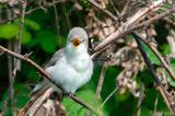 Eastern  Olivaceous Warbler - Oostelijke Vale Spotvogel - Iduna pallida