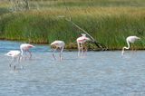 Greater Flamingo - Flamingo - Phoenicopterus roseus