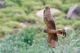 Montagus Harrier - Grauwe Kiekendief - Circus pygargus