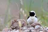 Eastern Black-eared Wheatear - Oostelijke Blonde Tapuit - Oenanthe melanoleuca