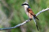 Red-backed Shrike - Grauwe Klauwier - Lanius collurio