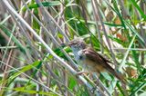 Great Reed Warbler - Grote Karekiet - Acrocephalus arundinaceus