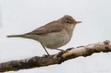 Eastern  Olivaceous Warbler - Oostelijke Vale Spotvogel - Iduna pallida