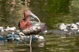Glossy Ibis - Zwarte Ibis - Plegadis falcinellus