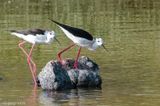Black-winged Stilt - Steltkluut - Himantopus himantopus