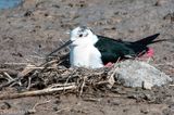 Black-winged Stilt - Steltkluut - Himantopus himantopus