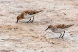 Little Stint - Kleine Strandloper - Calidris minuta