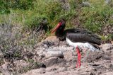 Black Stork - Zwarte Ooievaar - Ciconia nigra