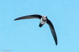 Alpine Swift - Alpengierzwaluw - Tachymarptis melba