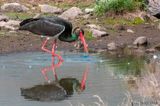 Black Stork - Zwarte Ooievaar - Ciconia nigra