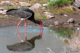 Black Stork - Zwarte Ooievaar - Ciconia nigra
