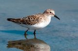 Little Stint - Kleine Strandloper - Calidris minuta