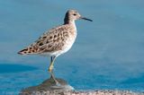 Ruff - Kemphaan - Calidris pugnax