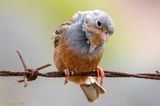 Cretzschmars Bunting - Bruinkeelortolaan - Emberiza caesia