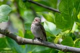 Spotted Flycatcher - Grauwe Vliegenvanger - Muscicapa striata