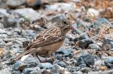 Cretzschmars Bunting - Bruinkeelortolaan - Emberiza caesia