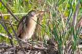 Little Bittern - Woudaap - Ixobrychus minutus