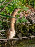 Little Bittern - Woudaap - Ixobrychus minutus