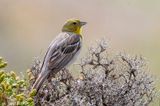 Cinereous Bunting - Smyrnagors - Emberiza cineracea