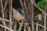 Little Bittern - Woudaap - Ixobrychus minutus