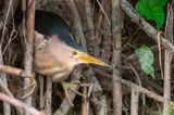 Little Bittern - Woudaap - Ixobrychus minutus