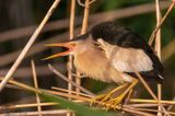 Little Bittern - Woudaap - Ixobrychus minutus