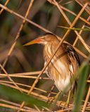 Little Bittern - Woudaap - Ixobrychus minutus