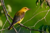 Eurasian Golden Oriole - Wielewaal - Oriolus oriolus
