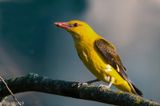 Eurasian Golden Oriole - Wielewaal - Oriolus oriolus