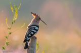 Eurasian Hoopoe - Hop - Upupa epops