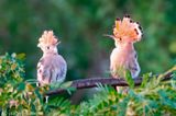 Eurasian Hoopoe - Hop - Upupa epops