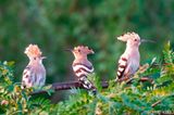 Eurasian Hoopoe - Hop - Upupa epops