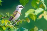 Red-backed Shrike - Grauwe Klauwier - Lanius collurio