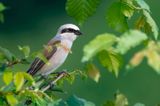 Red-backed Shrike - Grauwe Klauwier - Lanius collurio