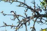 Woodchat Shrike - Roodkopklauwier - Lanius senator