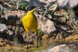 Black-headed (yellow) wagtail - Balkan Gele Kwikstaart - Motacilla (flava) feldegg