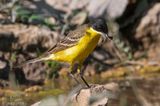 Black-headed (yellow) wagtail - Balkan Gele Kwikstaart - Motacilla (flava) feldegg