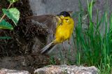 Black-headed (yellow) wagtail - Balkan Gele Kwikstaart - Motacilla (flava) feldegg